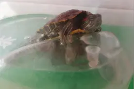 巴西龟苒西在龟缸里面睡觉