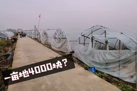 上海奉贤租一亩地多少钱？听租了20亩地的叔叔告你价格，贵吗？视频封面