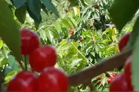 广东多达生物科技有限公司，樱桃种植实验基地。视频封面