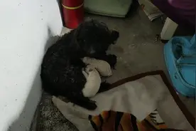 刚出生的狗宝宝被主人扔垃圾桶后续#西瓜新人#视频封面