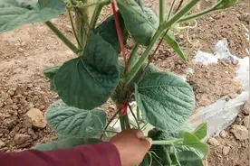 葫芦哥的文玩葫芦开花结果了看看这品相一个能卖几十块吗？视频封面