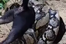 黑狗被巨蟒死死缠住动弹不得，装死也没用，只能靠人类救了！视频封面