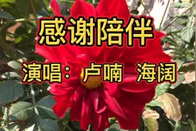 最新对唱情歌！一首《感谢陪伴》感恩遇见，感谢一路陪伴！超好听