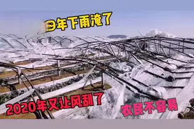 山东潍坊8级风把西瓜大棚吹倒，去年大雨淹今年大风吹，农民不易视频封面