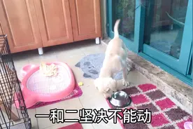 拉布拉多看着狗粮流口水，没听到“3”坚决不能乱张嘴视频封面