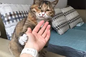 撸猫有风险时刻要小心，这大爪子，长指甲，敢动一下直接扎肉里