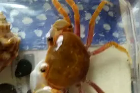 南海溪蟹饲养之食物篇，具体饲养