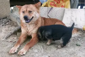 母狗真能生，一年生两次小狗，这次又生了5只视频封面