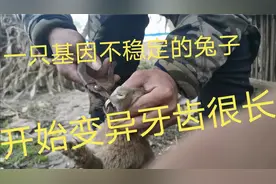 一只变异的兔子基因不稳定牙齿太长，一剪刀下去满嘴流血视频封面