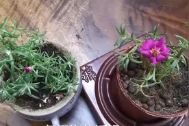 夏天做好这一点，太阳花怎么养都不会死，天天开花美爆盆。视频封面