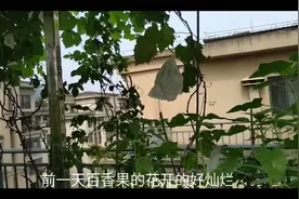 人人都羡慕李子柒的花园、果园 ，实际操作起来哪有这么容易哦视频封面