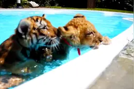 老虎作为顶级的猫科动物，是游泳健将，那么狮子也会游泳吗？