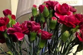 买回来的康乃馨，花苞开不大怎么办，这样一处理，花苞迅速绽放！视频封面
