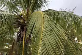 今天给大家来个椰风，海南三亚就是椰子树多视频封面