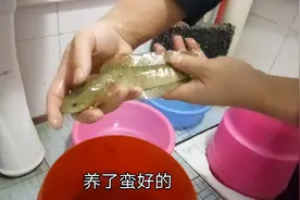 生猛雷龙如何喂养，这鱼能跟我养的锦鲤混合养吗？求高手指点