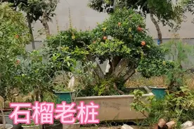 农村花卉大集上，“镇集主角”石榴老桩最抢手，20多款随便选视频封面