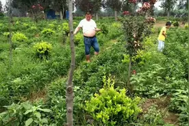 好朋友胖马哥嘴又馋了，非要薅马齿菜塌菜馍吃，说是减肥消暑佳品