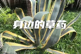 身边的草药（278），金边龙舌兰，润肺止咳凉血止血的草药视频封面