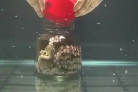 章鱼是个很聪明的生物，在瓶子里都能自己逃生，一起来看看吧！