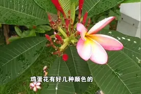 可作五花茶的鸡蛋花可润肺解毒视频封面