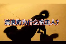 流浪狗为什么会伤人？视频封面