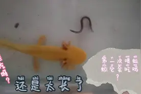 六角龙第一次见到蚯蚓什么反应？视频封面