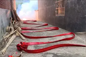 花500块钱买来万响鞭炮，足足百米有余，猜猜能燃放多长时间