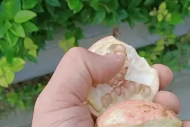 淮南小田，都说这种石榴是观赏石榴不能吃，小伙摘个尝下还满甜的