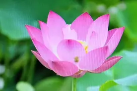 《爱莲说》诵读及赏析视频封面