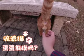 如何分辨公猫和母猫，公猫的蛋蛋能摸吗？