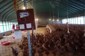 这样子给鸭圈设计，能让鸭子多产蛋，来看看海燕是怎么做的吧视频封面