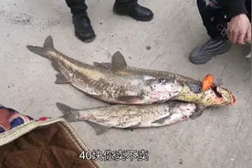 钓鱼钓傻了，野生米级大翘嘴，40块一斤都不卖？视频封面