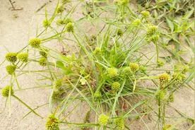 水蜈蚣，一种草药！长相奇特，价值极高，好多人都不认识？视频封面