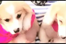 美女推销狗狗也太卖力了，说不想要了还能直接当饭吃？视频封面