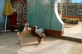 盘点狗狗发情求爱方式，哪一个最拉风？