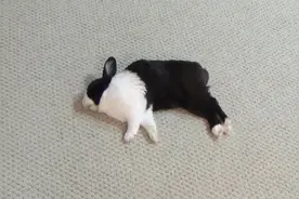 兔子装死，睡觉不肯起，主人直接掏出这玩意，兔子吓死了视频封面