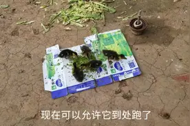 农家饲养活泼可爱的小鸭子，有自己的方法，还有一些讲究滴！