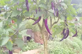 乡野网事：树木上长出蔬菜，农民从山上挖来杂树嫁接茄子挂满枝头视频封面