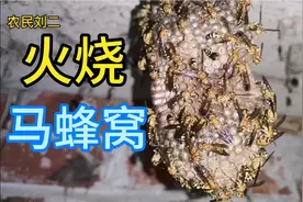 农村老宅发现2个马蜂窝，火烧2次都失败，心跳加速紧张啊