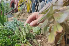 钱串和星王子还傻傻分不清吗，看看哪个更好养？