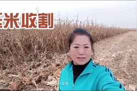 黑龙江农村玉米开始收割，玉米价格上涨，农民却说不哭就不错了视频封面