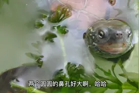 近距离感受一下中华草龟的美，美中还透着一丢丢的霸气。