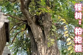 淮阳太昊陵庙里，有株怪树：柏抱擅。去看看是怎么形成的？视频封面