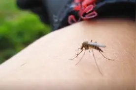 人见人厌的蚊子，为何不能消灭它？科学家：使不得！