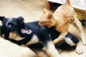 猫狗为争地盘大打出手，这一仗你觉得谁会赢？视频封面
