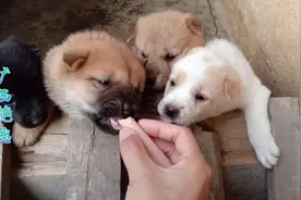小黄第一次生小狗，生出三对双胞胎，有喜欢的吗？视频封面