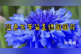 小野花蓝色矢车菊居然是德国国花视频封面