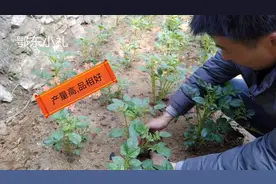 土豆剪芽以后，种出的土豆“产量高,品相好”，朋友们知道吗视频封面