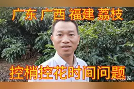 广东广西福建白糖罂妃子笑桂味荔枝，控梢控花时间，是不同的视频封面