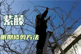 紫藤休眠期的修剪方法，正确修剪方法有助来年长势，增加开花量视频封面